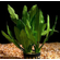 ЭХИНОДОРУС МАРТИ (большой)