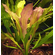 ЭХИНОДОРУС ПИТОН