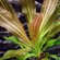 ЭХИНОДОРУС РОЗЕ - Echinodorus Rose