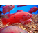 Хемихромис эксул (Rubricatochromis exsul, ранее — Hemichromis exsul) — пресноводная лучеперая рыбка из семейства Цихловые, известная как «красная жемчужина Африки» или «сокровище озера Туркана».
