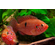 Хемихромис эксул (Rubricatochromis exsul, ранее — Hemichromis exsul) — пресноводная лучеперая рыбка из семейства Цихловые, известная как «красная жемчужина Африки» или «сокровище озера Туркана».