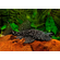 Ancistrus sp. L184 (также известный как Анциструс бриллиантовый) — это популярный в аквариумистике вид кольчужных (лорикариевых) сомов.