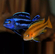 МЕЛАНОХРОМИС ЙОХАНИ - Melanochromis johannii​

Отличительная особенность породы

Выраженный половой диморфизм: самцы и самки окрашены совершенно по-разному, из-за чего их часто принимают за разные виды.