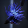 Петушок коронохвостый (Betta Crowntail) — селекционная форма лабиринтовой рыбки петушка. Название породы связано с формой хвоста, который при переворачивании рыбки вниз головой напоминает зубцы короны.