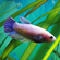 Курочка вуалевая (Veiltail Betta, Betta splendens) — селекционную форму бойцовых рыбок. Это одна из первых искусственно выведенных разновидностей петушков.