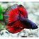 Петушок супердельта (Betta splendens Super Delta) — селекционная форма сиамского петушка, отличающаяся особым строением хвостового плавника и яркой окраской.