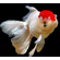 Оранда «Красная шапочка» (Redcap Oranda Goldfish) — короткотелая селекционная форма золотой рыбки. Получила название из-за большого красного нароста на голове, который похож на шапку.
