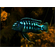 МЕЛАНОХРОМИС ЙОХАНИ - Melanochromis johannii​

Отличительная особенность породы

Выраженный половой диморфизм: самцы и самки окрашены совершенно по-разному, из-за чего их часто принимают за разные виды.