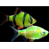 Барбус глофиш (GloFish) — генетически модифицированная форма суматранского барбуса (Puntius tetrazona), обладающая яркой флуоресцентной окраской. Эти рыбки светятся при искусственном или естественном освещении, особенно под лампами синего или ультрафиолетового спектра.