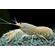 Флоридский белый рак (Procambarus clarkii) — аквариумная разновидность раков, известная своей белоснежной окраской и мощными клешнями.