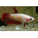 Курочка вуалевая (Veiltail Betta, Betta splendens) — селекционную форму бойцовых рыбок. Это одна из первых искусственно выведенных разновидностей петушков.