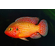Хемихромис эксул (Rubricatochromis exsul, ранее — Hemichromis exsul) — пресноводная лучеперая рыбка из семейства Цихловые, известная как «красная жемчужина Африки» или «сокровище озера Туркана».