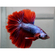 Петушок супердельта (Betta splendens Super Delta) — селекционная форма сиамского петушка, отличающаяся особым строением хвостового плавника и яркой окраской.