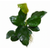АНУБИАС БАРТЕРИ БРИЛЛИАНТ - Anubias barteri sp. Diamond
