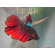 Rosetail Betta (розохвостый петушок) — это селекционная форма бойцовой рыбки (Betta splendens), известная своими эффектными, сильно разветвлёнными плавниками, которые в расправленном виде напоминают лепестки розы.