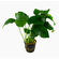 АНУБИАС БАРТЕРИ ВАР. БАРТЕРИ Anubias barteri var. barteri