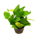 АНУБИАС НАНА ЗОЛОТОЙ mini - Anubias sp. golden