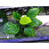 АНУБИАС БАРТЕРИ БРИЛЛИАНТ - Anubias barteri sp. Diamond