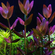 БАКОПА ЗАЛЬЦМАНА ПУРПУРНАЯ - Bacopa Salzmannii Purple
