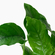 АНУБИАС БАРТЕРИ ВАР. БАРТЕРИ Anubias barteri var. barteri