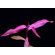 ПЕРСИКАРИЯ САН ПАУЛУ - Persicaria sp. 'Sao Paulo'