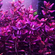 БАКОПА ЗАЛЬЦМАНА ПУРПУРНАЯ - Bacopa Salzmannii Purple
