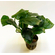 АНУБИАС БАРТЕРИ БРИЛЛИАНТ - Anubias barteri sp. Diamond