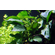АНУБИАС БАРТЕРИ ВАР. БАРТЕРИ Anubias barteri var. barteri