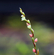 ПЕРСИКАРИЯ САН ПАУЛУ - Persicaria sp. 'Sao Paulo'