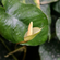 АНУБИАС БАРТЕРИ ВАР. БАРТЕРИ Anubias barteri var. barteri