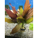 ЭХИНОДОРУС ГОРЕМАНА - Echinodorus horemanii red