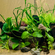 АНУБИАС БАРТЕРИ ВАР. БАРТЕРИ Anubias barteri var. barteri