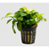 АНУБИАС НАНА ЗОЛОТОЙ mini - Anubias sp. goldenАНУБИАС НАНА ЗОЛОТОЙ mini - Anubias sp. goldenАНУБИАС НАНА ЗОЛОТОЙ mini - Anubias sp. golden