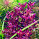 БАКОПА ЗАЛЬЦМАНА ПУРПУРНАЯ - Bacopa Salzmannii Purple