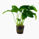 АНУБИАС БАРТЕРИ ВАР. БАРТЕРИ Anubias barteri var. barteri