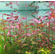 ПЕРСИКАРИЯ САН ПАУЛУ - Persicaria sp. 'Sao Paulo'