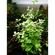 Bacopa australis (бакопа австралийская)

Отличительные особенности

Склонность стебля стелиться вдоль грунта. Это позволяет формировать пышные заросли или плотный зелёный ковёр.
Изменение окраски листьев. При ярком освещении листья могут приобретать розоватый или красноватый оттенок.
Хрупкость стеблей. Требует аккуратного обращения при пересадке и транспортировке.
Цветение. В благоприятных условиях на поверхности воды могут появляться белые четырёхлистные цветки.Bacopa australis (бакопа австралийская)

Отличительные особенности

Склонность стебля стелиться вдоль грунта. Это позволяет формировать пышные заросли или плотный зелёный ковёр.
Изменение окраски листьев. При ярком освещении листья могут приобретать розоватый или красноватый оттенок.
Хрупкость стеблей. Требует аккуратного обращения при пересадке и транспортировке.
Цветение. В благоприятных условиях на поверхности воды могут появляться белые четырёхлистные цветки.
