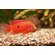 Хемихромис эксул (Rubricatochromis exsul, ранее — Hemichromis exsul) — пресноводная лучеперая рыбка из семейства Цихловые, известная как «красная жемчужина Африки» или «сокровище озера Туркана».
