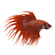 Петушок коронохвостый (Betta Crowntail) — селекционная форма лабиринтовой рыбки петушка. Отличается уникальной формой хвостового плавника, который при переворачивании рыбки вниз головой напоминает зубцы короны.