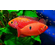 Хемихромис эксул (Rubricatochromis exsul, ранее — Hemichromis exsul) — пресноводная лучеперая рыбка из семейства Цихловые, известная как «красная жемчужина Африки» или «сокровище озера Туркана».