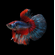 Петушок супердельта (Betta splendens Super Delta) — селекционная форма сиамского петушка, отличающаяся особым строением хвостового плавника и яркой окраской.