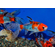 Шубункин (Shubunkin Goldfish) — длиннотелая порода золотых рыбок японской селекции. Название происходит от японского слова «сюбункин», которое переводится как «красная парча».