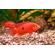 Хемихромис эксул (Rubricatochromis exsul, ранее — Hemichromis exsul) — пресноводная лучеперая рыбка из семейства Цихловые, известная как «красная жемчужина Африки» или «сокровище озера Туркана».