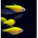 Тетра Пристелла Гло Жёлтая (Pristella maxillaris GloFish) — генетически модифицированная версия обычной пристеллы, известная своей яркой флуоресцентной окраской.