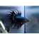 Петушок коронохвостый (Betta Crowntail) — селекционная форма лабиринтовой рыбки петушка. Название породы связано с формой хвоста, который при переворачивании рыбки вниз головой напоминает зубцы короны.