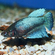 Курочка вуалевая (Veiltail Betta, Betta splendens) — селекционную форму бойцовых рыбок. Это одна из первых искусственно выведенных разновидностей петушков.