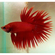 Петушок коронохвостый (Betta Crowntail) — селекционная форма лабиринтовой рыбки петушка. Отличается уникальной формой хвостового плавника, который при переворачивании рыбки вниз головой напоминает зубцы короны.