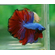 Петушок супердельта (Betta splendens Super Delta) — селекционная форма сиамского петушка, отличающаяся особым строением хвостового плавника и яркой окраской.