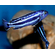 МЕЛАНОХРОМИС ЙОХАНИ - Melanochromis johannii​

Отличительная особенность породы

Выраженный половой диморфизм: самцы и самки окрашены совершенно по-разному, из-за чего их часто принимают за разные виды.