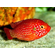 Хемихромис эксул (Rubricatochromis exsul, ранее — Hemichromis exsul) — пресноводная лучеперая рыбка из семейства Цихловые, известная как «красная жемчужина Африки» или «сокровище озера Туркана».